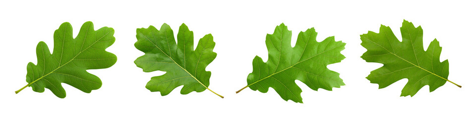 Fototapeta premium Green oak leaf isolated on white. Ideal for nature themed designs, educational materials, environmental campaigns, and botanical publications.