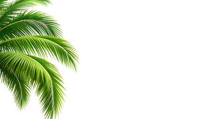 Fototapeta premium Vibrant green palm tree fronds, perfect for travel brochures, summer designs, tropical themes, nature backgrounds, and greenery concepts.