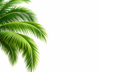Vibrant green palm tree fronds, perfect for travel brochures, summer designs, tropical themes, nature backgrounds, and greenery concepts.