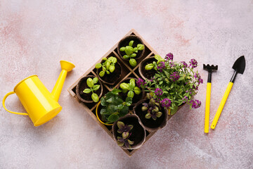 Pots with seedlings and gardening tools on beige grunge background