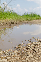 Close-up view of a muddy gravel road with a large puddle reflecting the sky and surrounding plants on a sunny day.