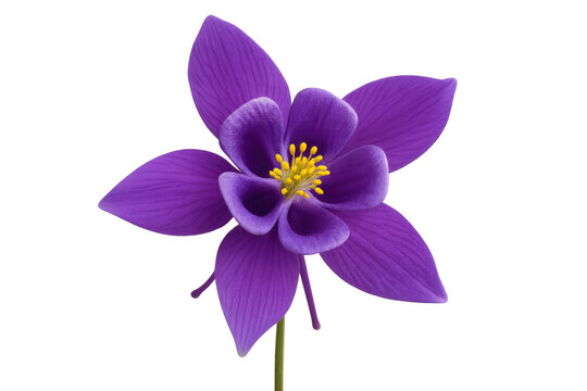 Purple columbine flower gracefully blooming, studio-captured against transparent backdrop, revealing delicate botanical elegance
