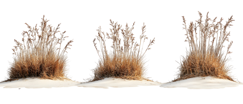 Three Bundles Of Wheat On White Ground Showing Detailed Dried Stalks And Grain Isolated On Transparent Background - Powered by Adobe