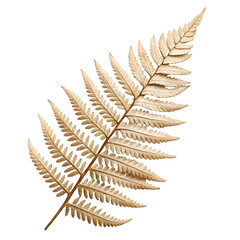 Naklejka premium fern isolated on white