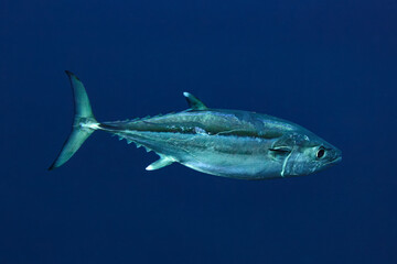 A big eye tuna swims by in clear blue tropical waters with good detail of the fish