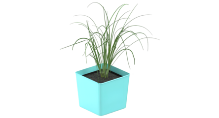 A vibrant green plant in a turquoise pot, showcasing a fresh and lively addition to indoor decor.