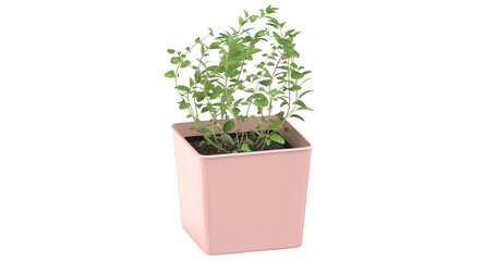 A small green plant growing in a pink pot, symbolizing indoor gardening and nature.