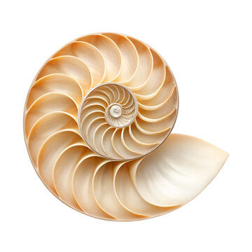 nautilus shell isolated on white