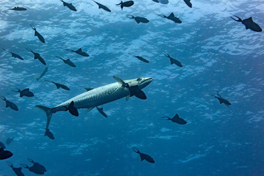 A wahoo fish swims through the clear warm waters among a school of reef fish