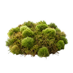 green tree isolated on white