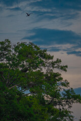 Bird in Flight over a tree