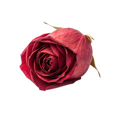 single red rose