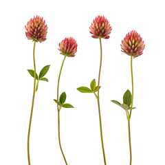 flowers isolated on white