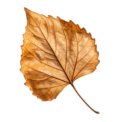 autumn maple leaf