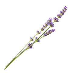 lavender isolated on white