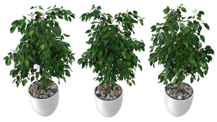 Three potted plants with lush green leaves and pebbles in white pots, suitable for indoor...