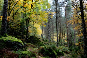 Obraz premium Autumnal woodland scene in the highlands