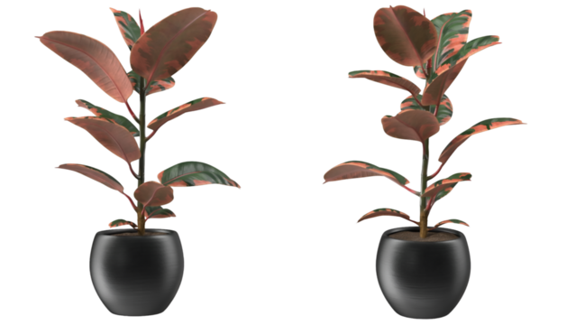 Two potted plants with broad leaves, showcasing a vibrant color palette and modern aesthetic.