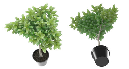 A digital rendering of two potted plants showcasing lush green foliage.