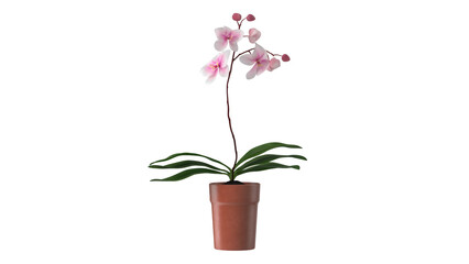 A potted orchid with delicate pink flowers and green leaves, adding beauty to indoor spaces.
