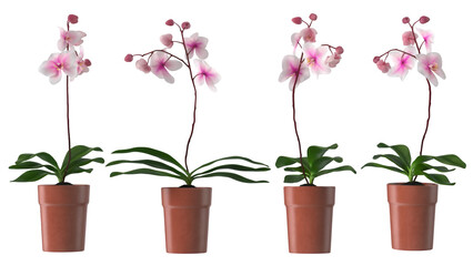 A collection of four pink orchid plants in terracotta pots, showcasing their beauty and elegance.