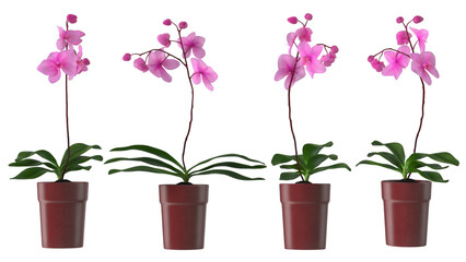 A collection of four pink orchids in brown pots, showcasing their beauty and elegance.