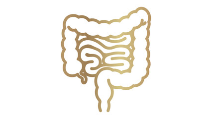 Golden Intestine Outline Vector Illustration on Transparent Background for Medical Designs