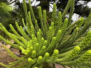 Braided Pillars of Nature: Incredible interwoven leaves form strong natural columns, showcasing...