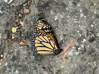 Monarch at Rest: A lifeless monarch butterfly lies on rocky pavement, a quiet symbol of fragility,...
