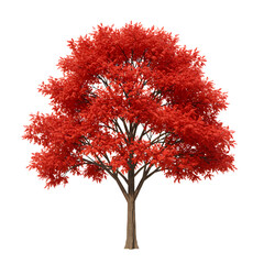 Vibrant red maple tree showcasing stunning autumn foliage, perfect for seasonal design projects