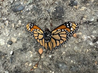 Monarch at Rest: A lifeless monarch butterfly lies on rocky pavement, a quiet symbol of fragility,...