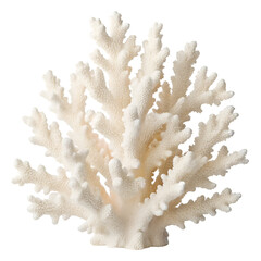 coral isolated on white