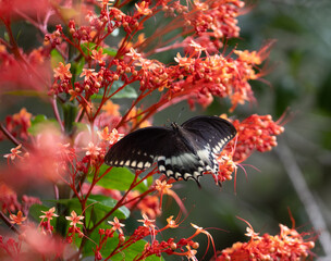 Butterfly on Flower