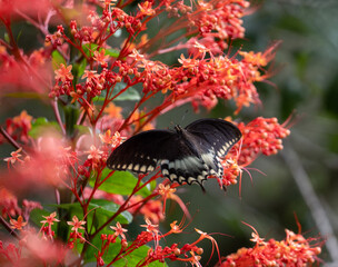 Butterfly on flower