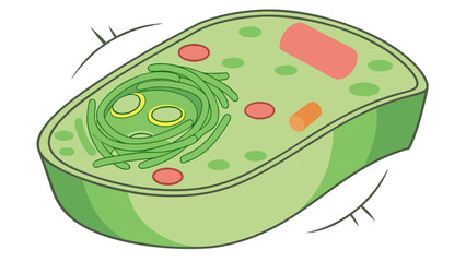 Cartoon Illustration of a Plant Cell with Internal Structures.