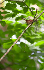 Bird on a branch