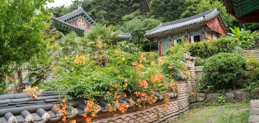 화순 만연사에 핀 여름꽃 능소화