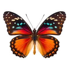 Fototapeta premium butterfly on white background