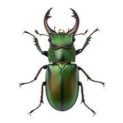 green bug isolated on white