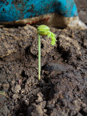 close up of young green tamarind plant