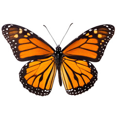 Fototapeta premium butterfly isolated on white background