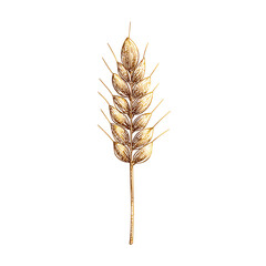 Golden Wheat Ear Illustration - Vintage Style