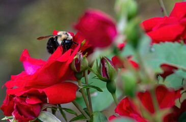 Northern bumblebee napping on rose petals