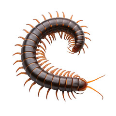 caterpillar on white background