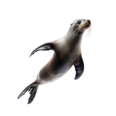 Naklejka premium Sea lion hunting Uses its agility to chase and capture fish or squid. full length isolate on transparent background