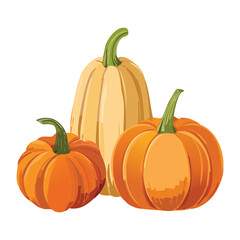 Butternut Squash Orange Pumpkins Autumn Harvest Vector Illustration