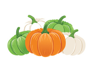 Mixed Pumpkins Gourds Colorful Harvest Season Vector Illustration