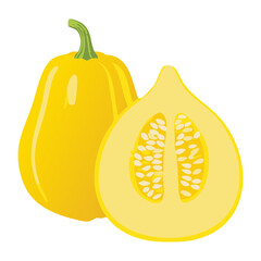 Fresh Autumn Squash Slices - Vector Illustration