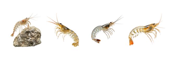 Collection of Shrimp climbing Moves up rocks or structures underwater. full length isolate on transparent background
