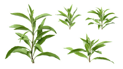 Fototapeta premium Closeup of four vibrant green leaves, a symbol of nature's freshness and beauty